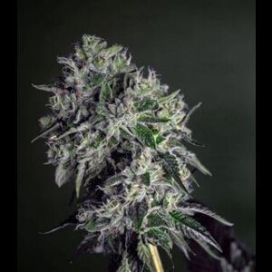Gorilla Cookies - Seeds66 5 Samen
