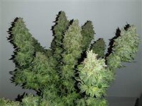 Big Jack Devil Auto - Seeds66