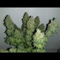 Big Jack Devil Auto from Seeds66 1 Seed