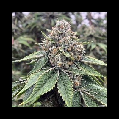 Suitable growing conditions & climate for growing selected feminized Godfather OG weed indoor