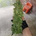 Moby Dick from Seeds66 3 Seeds