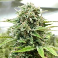 Moby Dick from Seeds66 5 Seeds