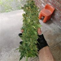 Moby Dick from Seeds66 10 Seeds