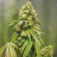 24K Gold Auto from Seeds66 10 Seeds