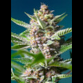 Purple Punch OG from Sweet Seeds 3 Seeds