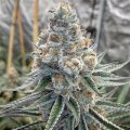 Dos Si Dos Auto from Seeds66 10 Seeds