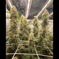 Nimble Green from Seeds66