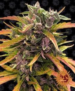 Gorilla Glue Auto by Barney´s Farm