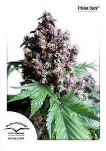 Frisian Duck Feminised Seeds