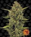 Acapulco Gold by Barney´s Farm