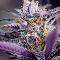 Black Cherry Soda from Seeds66 3 Seeds