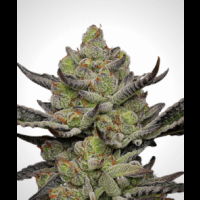 Gush Mints S1 from Seeds66