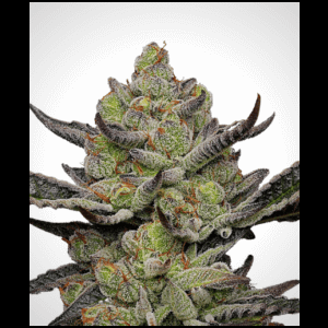 Gush Mints S1 from Seeds66 3 Seeds