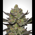 Gush Mints S1 from Seeds66 3 Seeds