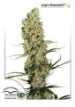 Jorges Diamond by Dutch Passion
