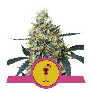 Mimosa from Royal Queen Seeds 3 Seeds