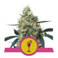Mimosa from Royal Queen Seeds 10 Seeds