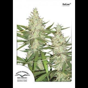 Outlaw Feminised Seeds 3 Seeds