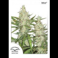 Outlaw Feminised Seeds 3 Seeds