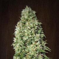 Orient Express Feminised Seeds