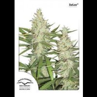 Outlaw Feminised Seeds 10 Seeds