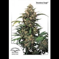 Strawberry Cough Feminised Seeds 3 Seeds
