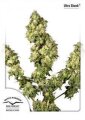 Ultra Skunk - Dutch Passion