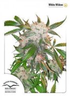 White Widow - Dutch Passion Feminised Seeds