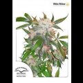 White Widow - Dutch Passion Feminised Seeds