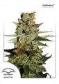 Auto Blueberry by Dutch Passion