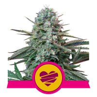 Wedding Crasher from Royal Queen Seeds