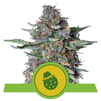 Do-Si-Dos Auto from Royal Queen Seeds