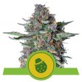 Do-Si-Dos Auto from Royal Queen Seeds 3 Seeds
