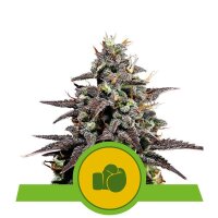 Purple Punch Auto - Royal Queen Seeds