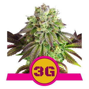 Triple G from Royal Queen Seeds 3 Seeds