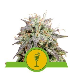 Mimosa Auto from Royal Queen Seeds 10 Seeds