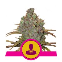 El Patron from Royal Queen Seeds 3 Seeds