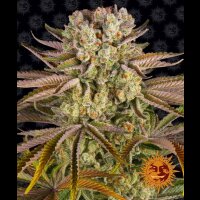 Pineapple Express from Barneys Farm 5 Seeds