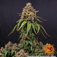 White Widow XXL - Barney´s Farm