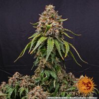 White Widow XXL - Barneys Farm