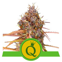 Purple Queen Auto from Royal Queen Seeds 5 Seeds