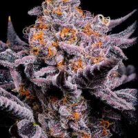 Bubble Gum Sherb from Seeds66 3 Seeds