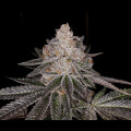 Apple Fritter Auto from Seeds66 1 Seed