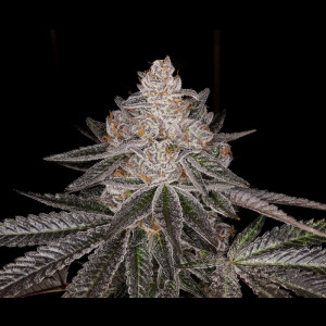 Apple Fritter Auto from Seeds66 3 Seeds