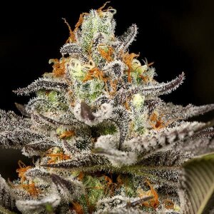 Sleepy Joe - Seeds66