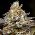 Sleepy Joe - Seeds66
