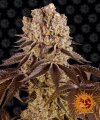 Purple Punch by Barney´s Farm