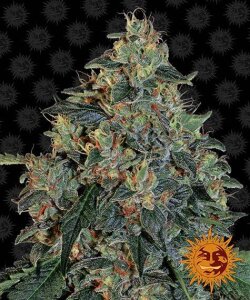 Blueberry OG - Barney´s Farm