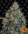 Blueberry OG - Barney´s Farm