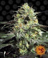 Peyote Cookies by Barney´s Farm
